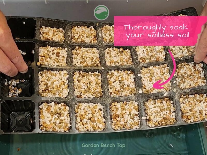 Soak your soilless seed starting mix