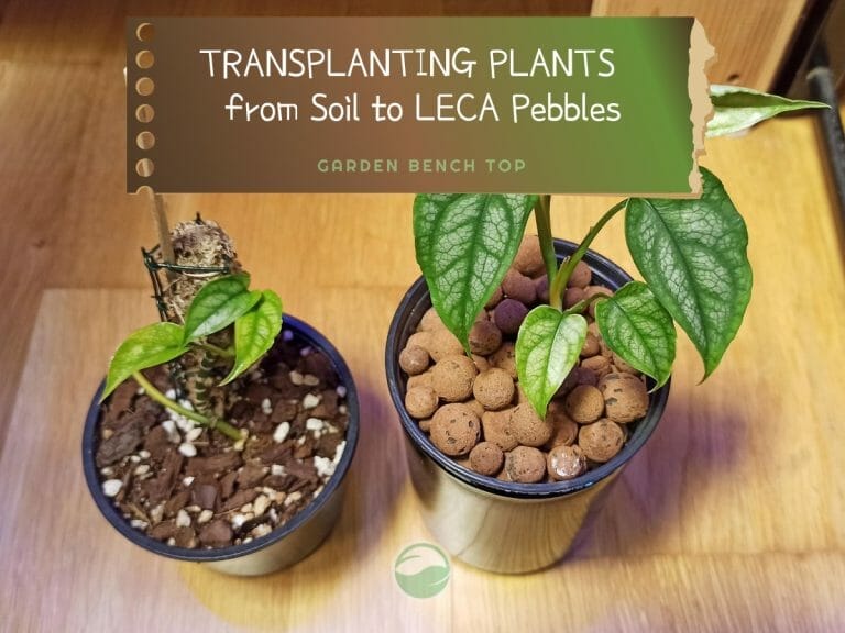 Transplanting From Soil to LECA Clay Pebbles cover