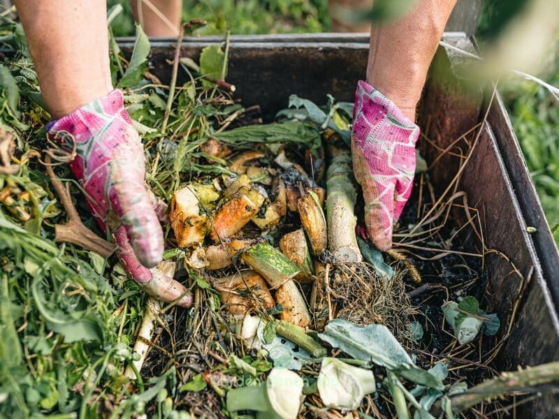 Worm farms can attract pests