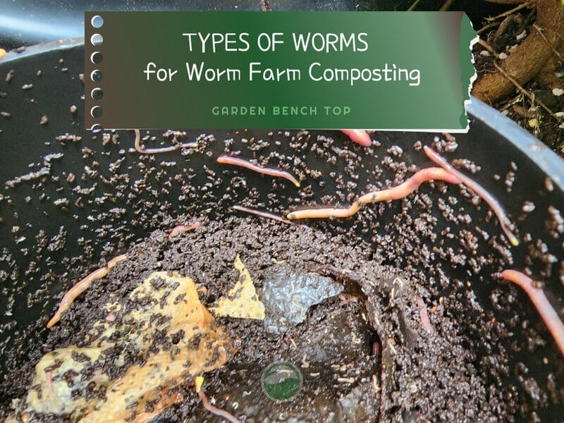 Worms for vermicomposting