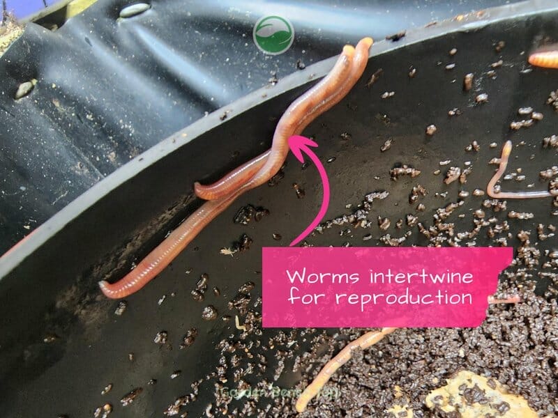 Worms reproducing