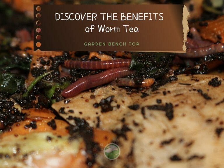 Benefits of Worm Tea cover