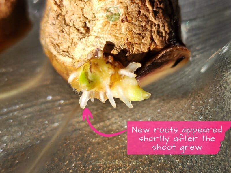 Ginger with new roots developing