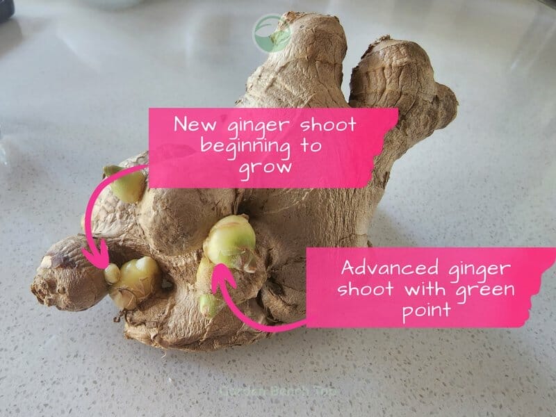 Ginger with new shoots