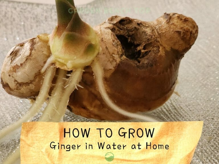 How to Grow Store Bought Ginger in Water cover