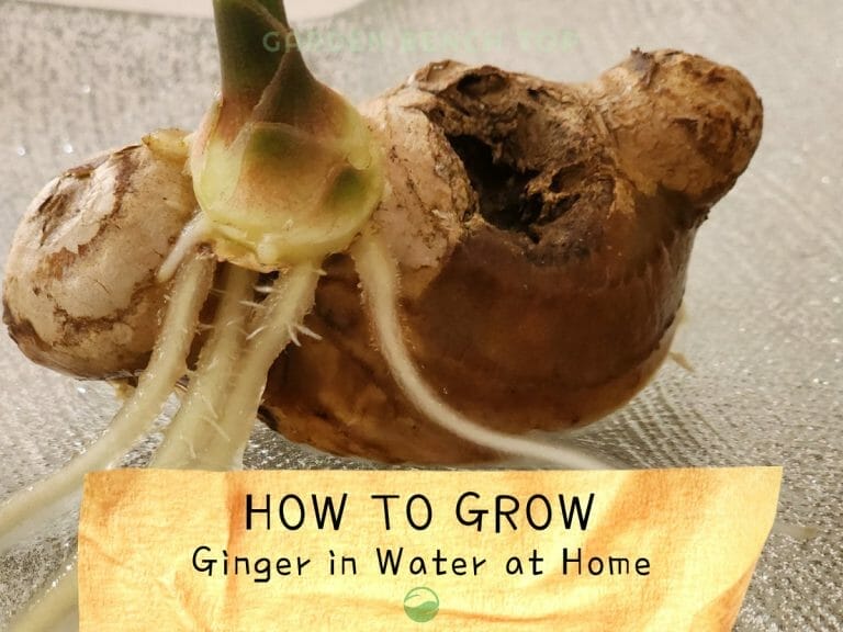 How to Grow Store Bought Ginger in Water