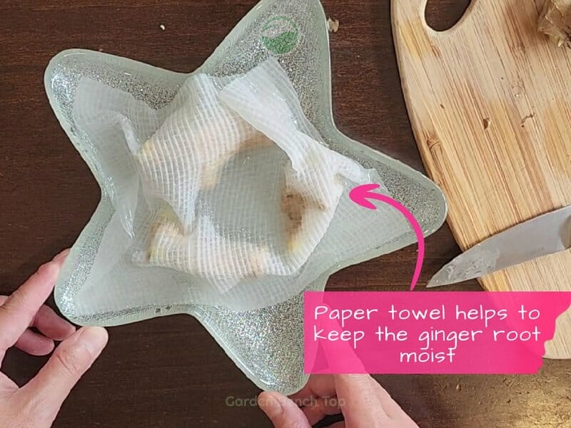 Paper towel on Ginger Root