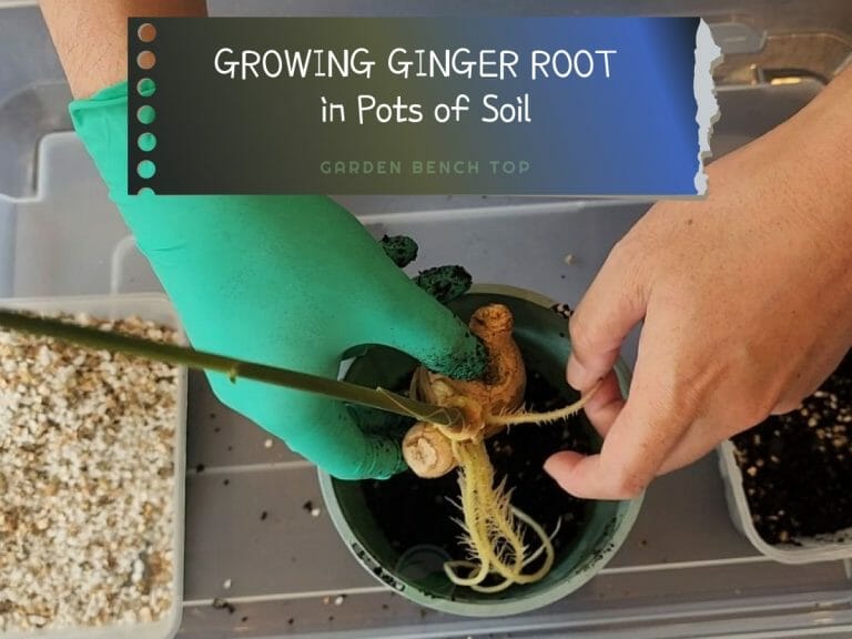 Planting Water Propagated Ginger in Soil cover