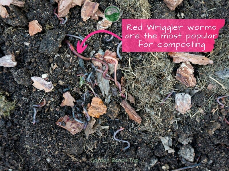 Red wriggler worms for composting