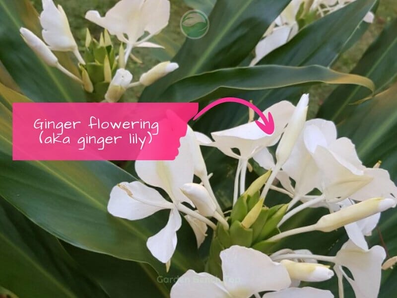 Ginger plant flowering