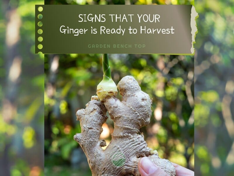 When to Harvest Ginger