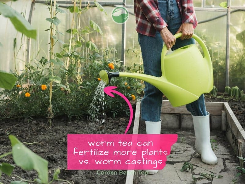 watering plants with more worm tea