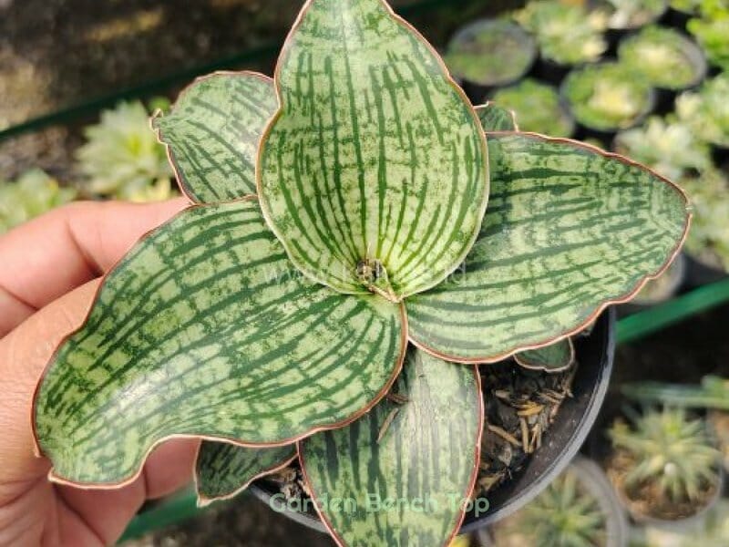 Sansevieria Cleopatra