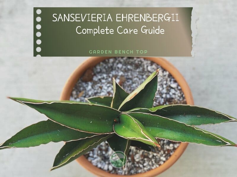 Sansevieria Ehrenbergii samurai sword plant