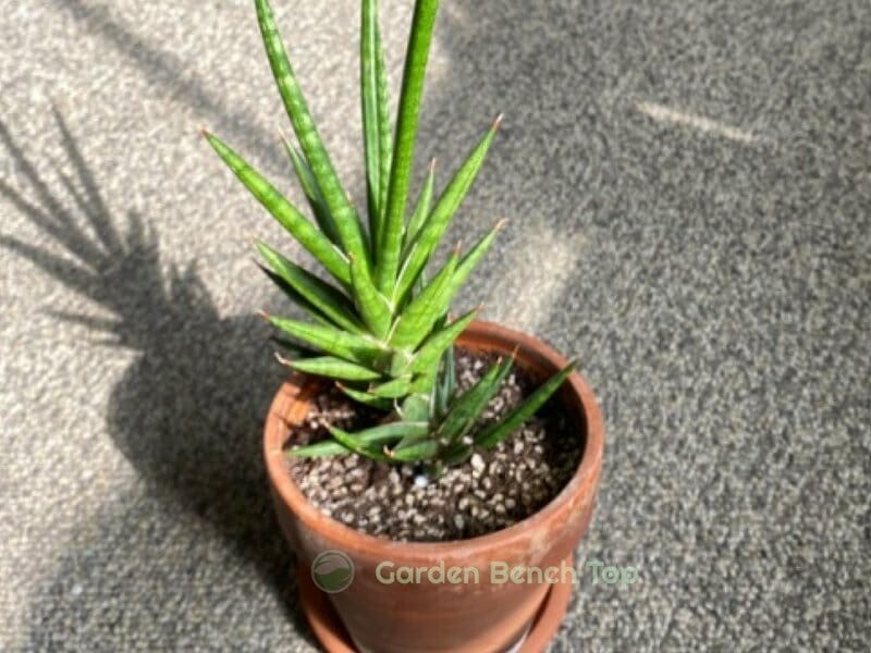 Dwarf Sansevieria Francisii