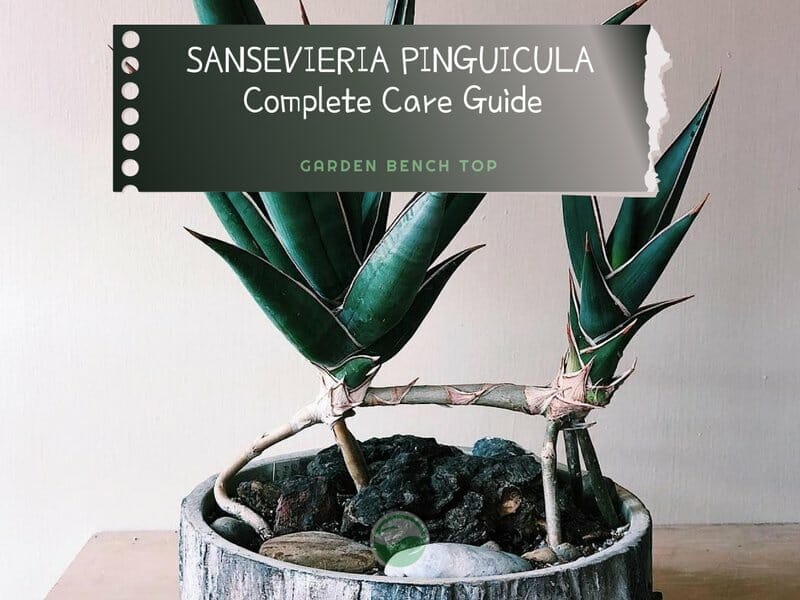 Sansevieria Pinguicula dwarf snake plant