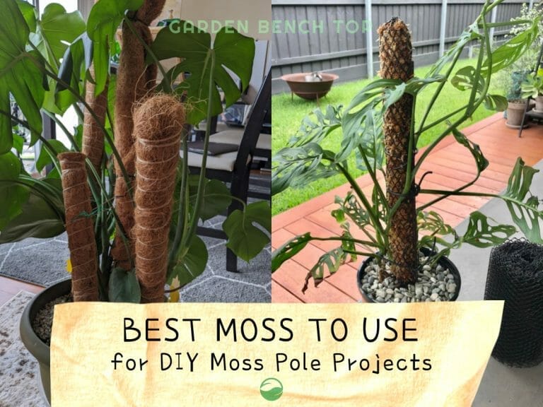 Best Moss to Use for DIY Moss Pole