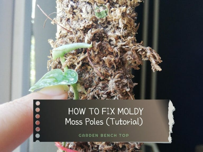 How to Fix Moldy Moss Poles cover