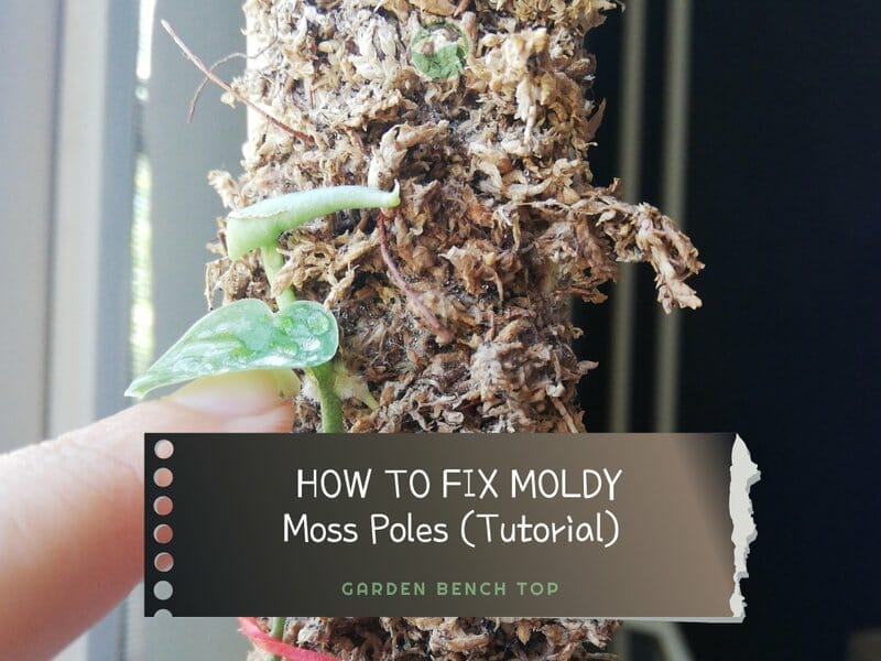 Mold on Moss Pole