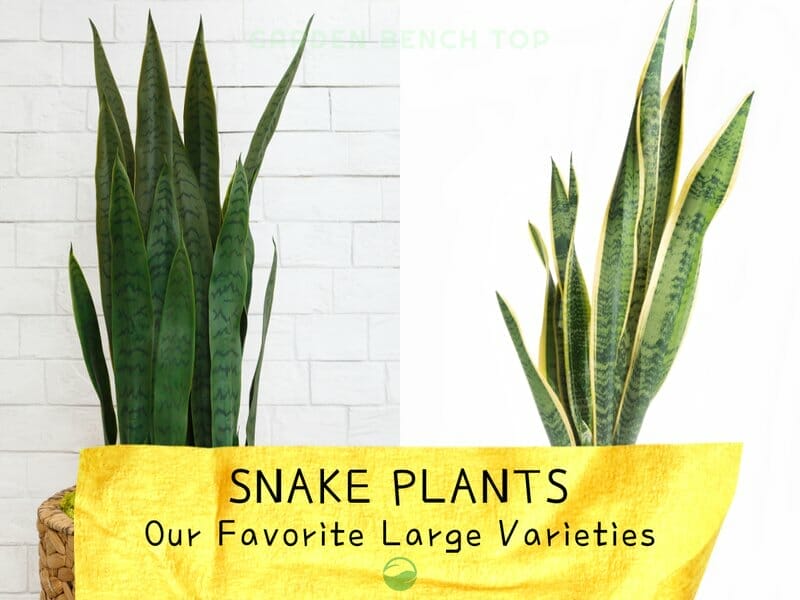 Large Snake Plant Varieties