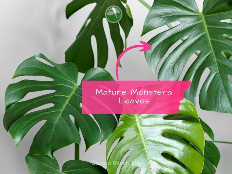 mature monstera leaves
