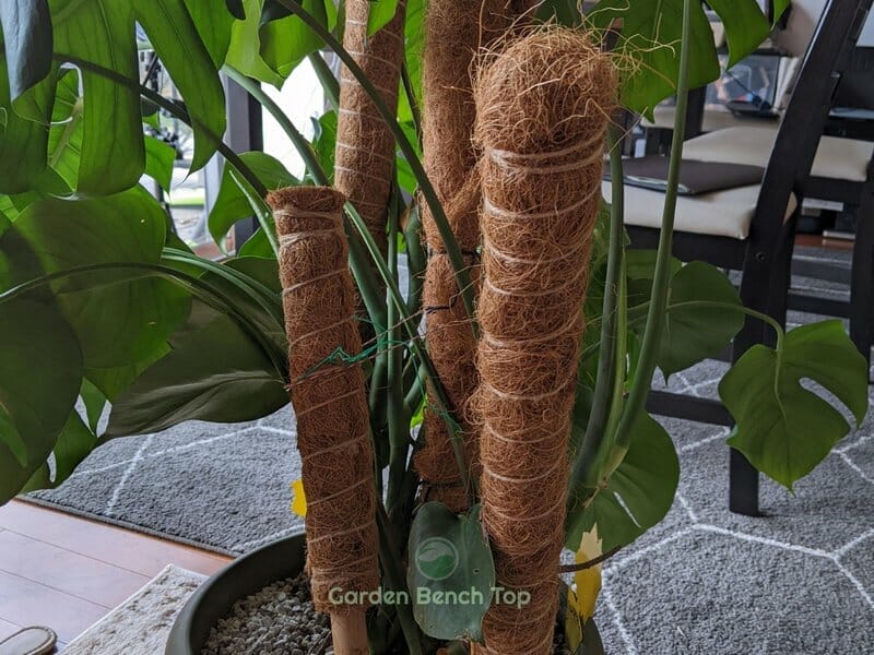 Moagnificent Coco Coir Moss Pole