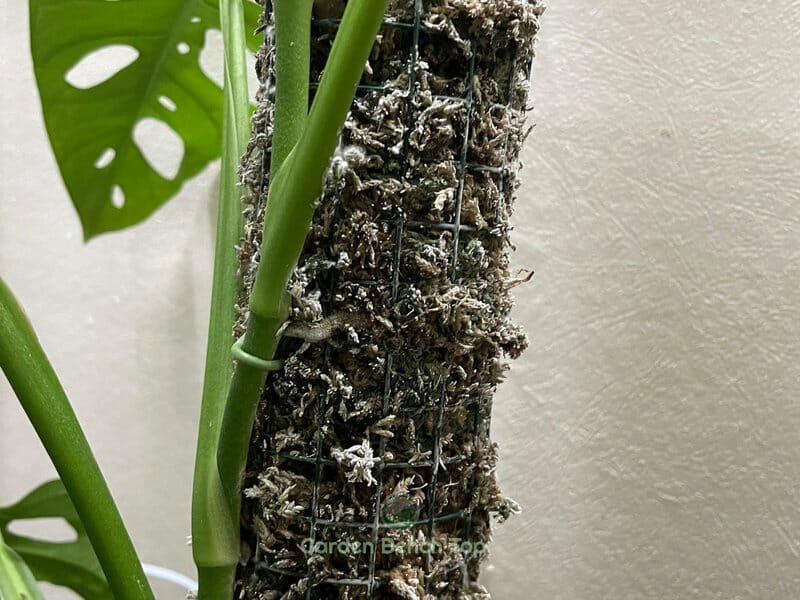 Mold on Moss Pole