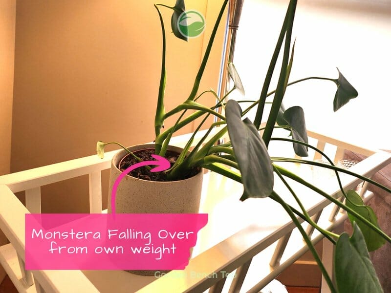 Monstera falling over from own weight