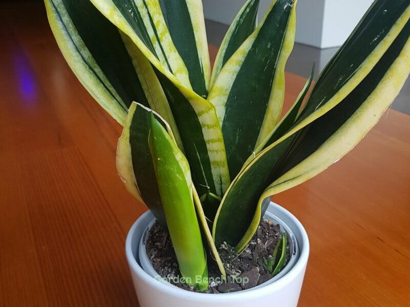 Sansevieria Black Gold