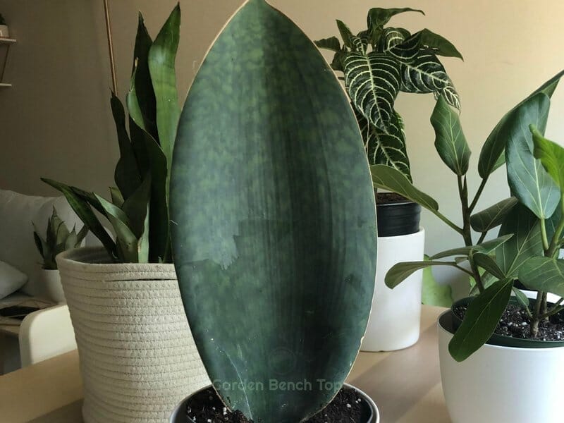 Sansevieria Masoniana