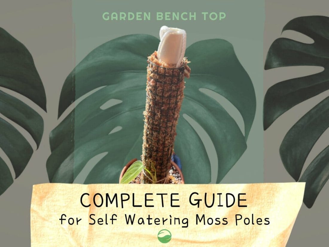 Self Watering Moss Pole