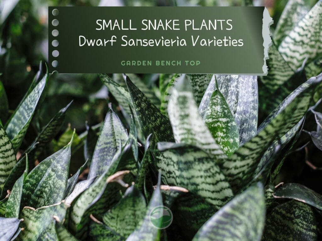 Can Snake Plants Live Outside? (incl. Winter Care Tips)