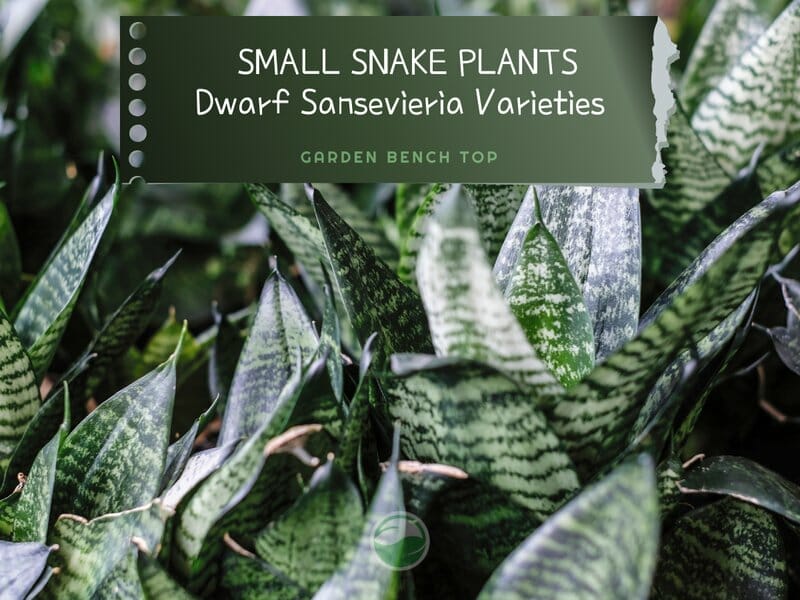 Small Snake Plant Varieties