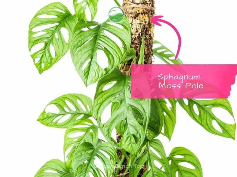 Monstera attached to Sphagnum Moss Pole