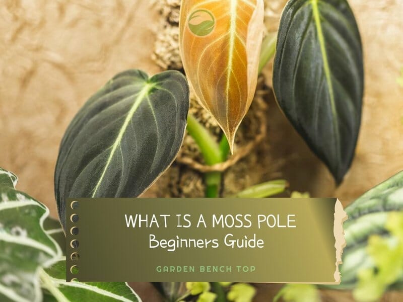 What is a Moss Pole