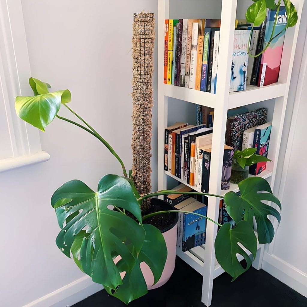 Moss-Pole-With-Books
