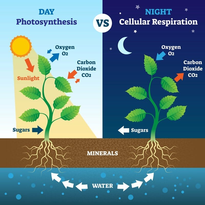 Photosynthesis and cellular respiration comparison vector illustration. Biological process explanation in day and night. Oxygen, carbon dioxide, sugars, minerals and water system explanation scheme.