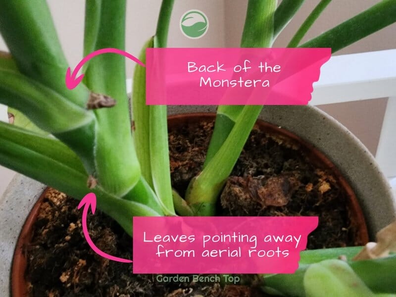 Back of Monstera Deliciosa Plant