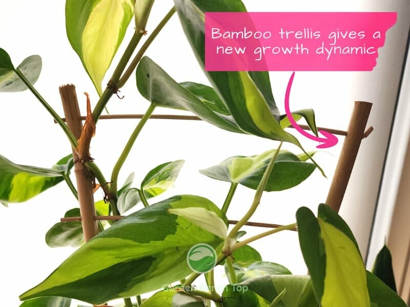 Bamboo Trellis alternative to Sphagnum moss pole