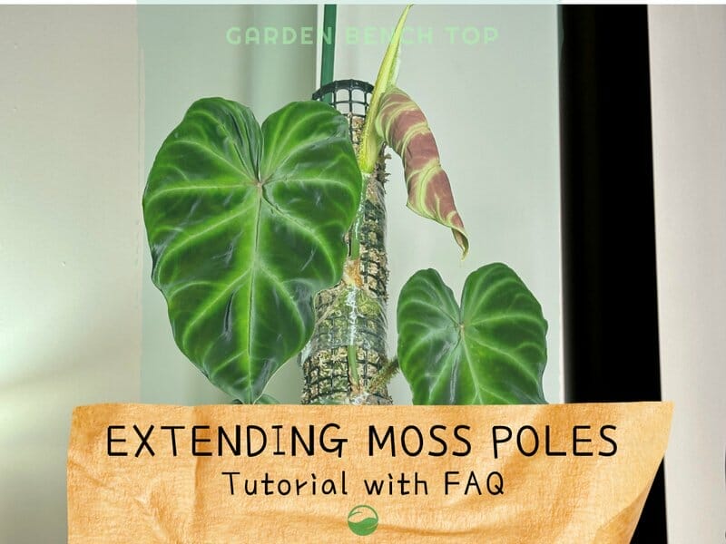 How to Extend Your Moss Pole