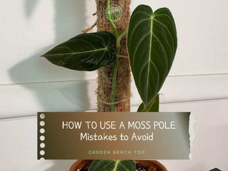 How to Use a Moss Pole cover