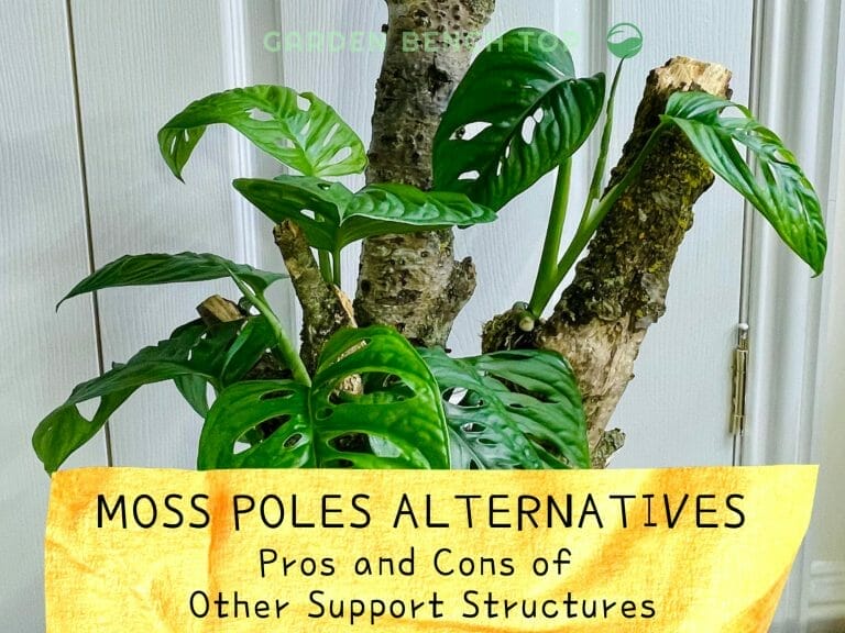 Moss Pole Alternatives