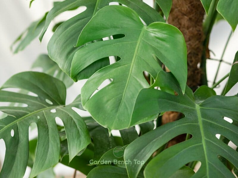 Moss Pole for Monstera