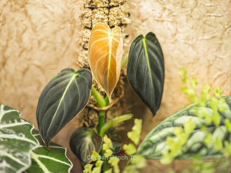 DIY moss pole extension