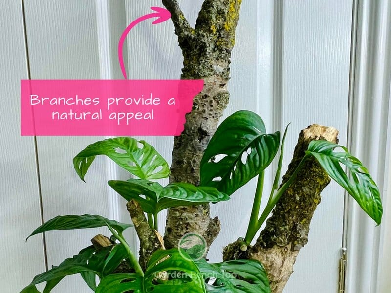 Natural branch alternative to moss pole
