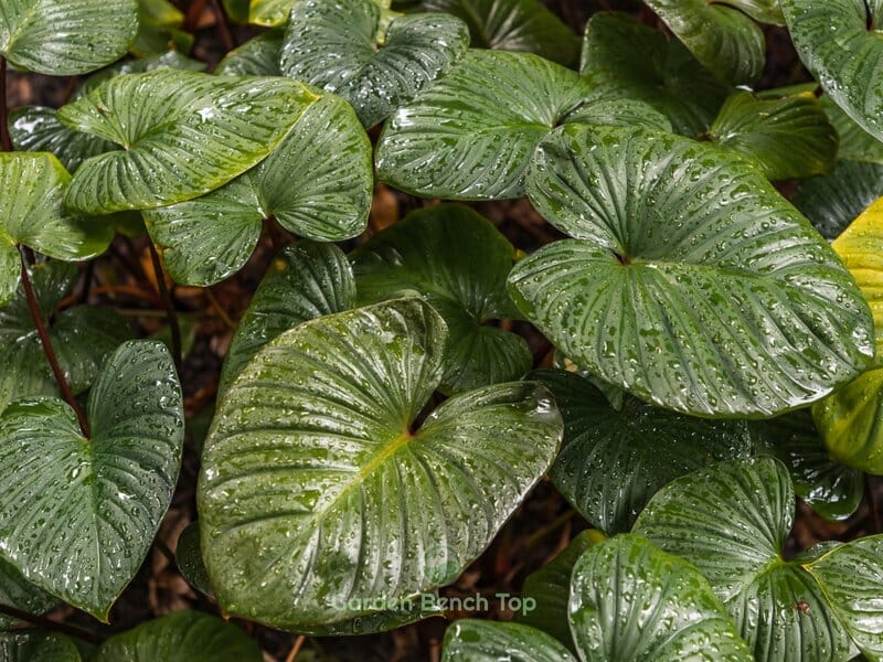 Philodendron leaves looking luscious