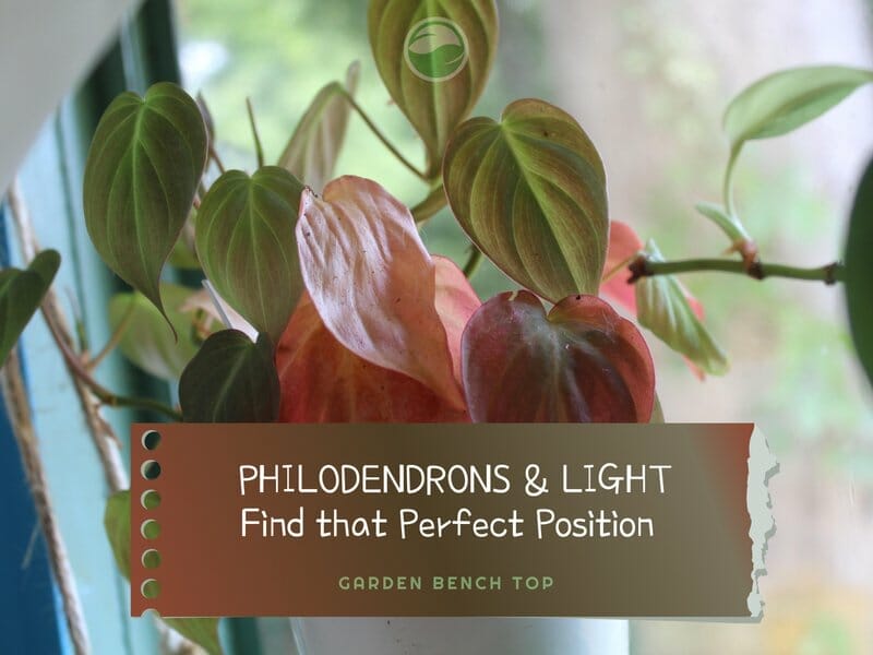 Philodendron Light Requirements
