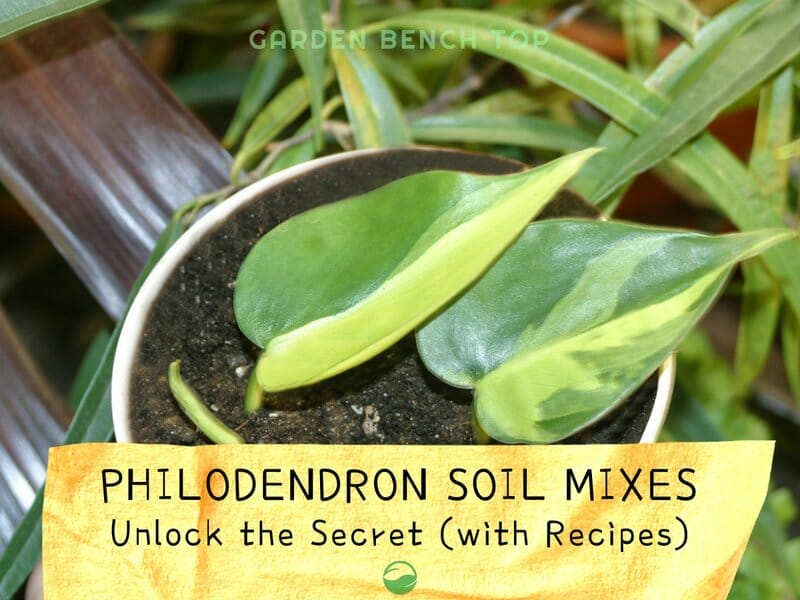 Philodendron Soil Mixes