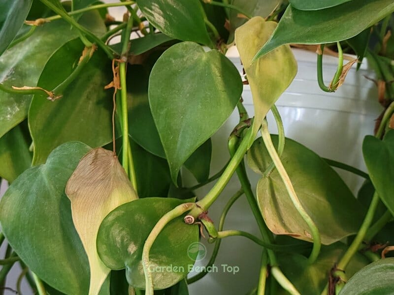 Philodendron with Yellow Leaves