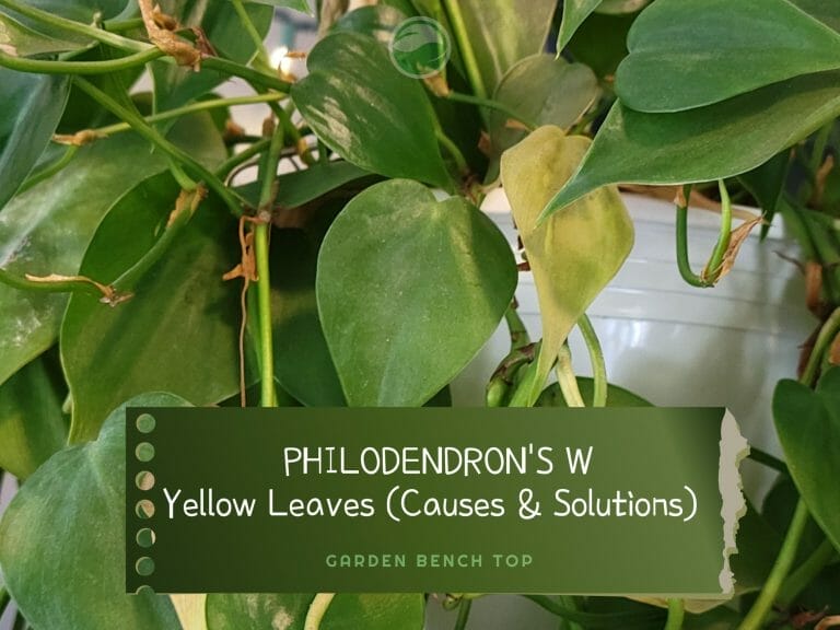 Philodendron Yellow Leaves cover